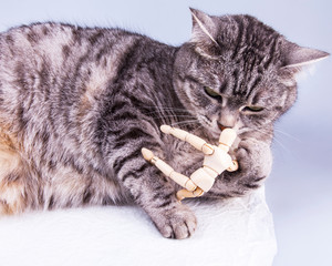 Beautiful grey cat plays with human model for artists