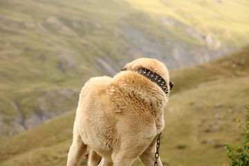 Aggressive Anatolian Shepherd Dog - Sivas Kangal