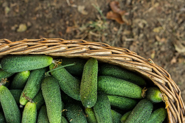 Basket full with fresh cucumbers from organic garden. Gardening concept. Close up, top view