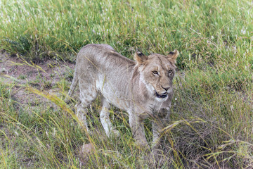 Naklejka na ściany i meble Lion cub in the tall grass