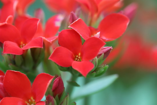 カランコエ Images Browse 191 Stock Photos Vectors And Video Adobe Stock