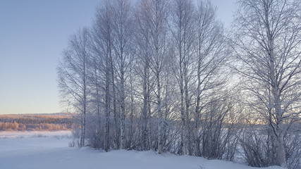 Midnight sun in Lapland, Finland. Panoramic view of winter arctic snow covered trees and forest under the sunset lights. 