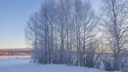 Obraz na płótnie Canvas Midnight sun in Lapland, Finland. Panoramic view of winter arctic snow covered trees and forest under the sunset lights. 