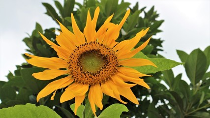Sunflower garden Sunflower has many health benefits.     