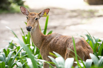 Dear or Antelope in green grass. Lamung in the zoo.