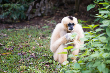 The lonely gibbon sits beside the bush.