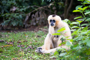 The lonely gibbon sits beside the bush.