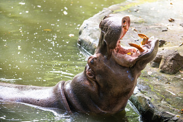 The big hippo is yawning in zoo.