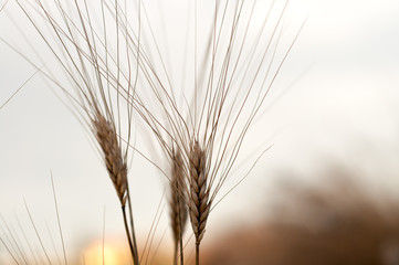 Fototapeta premium close up of three golden corn at sunrise. light golden colors, beauty in nature.