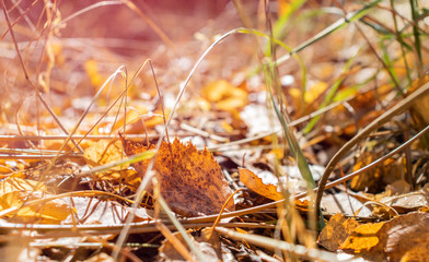 Autumn laves in the park cover ground.
