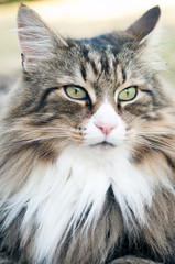 close-up of a fluffy norwegian forest cat with long whiskers green eyes and pink nose. nothing escapes his watchful eye.