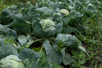 Natural cabbage in organic farm