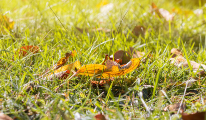 Autumn leaves at the green grass in the park.