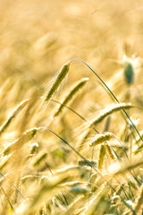 Getreide auf einem Feld vor der Ernte