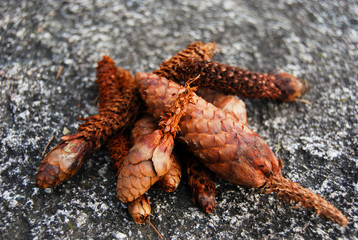 Close up of a little group of pine cones eaten by squirrels