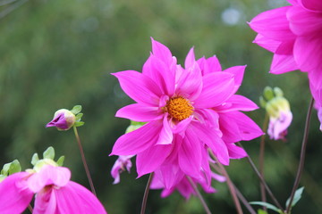 Fototapeta premium ダリア