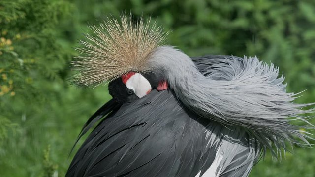 Close up portrait of black crowned crane, Balerica pavonina, Cleaning its feathers. Big gray graceful bird.