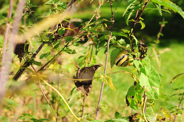 Herbstgarten naturnah mit Schnecken