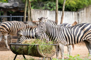 Fototapeta na wymiar Two zebras in the zoo graze in the manger feeding by the zoo staff.
