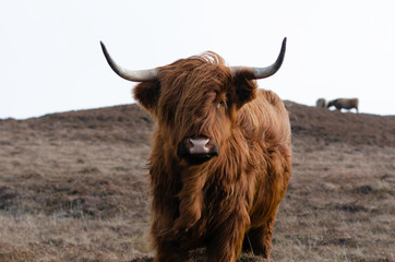 Highland Cow - 291677651