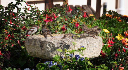 Bird bath in a flower garden, with many sparrows.