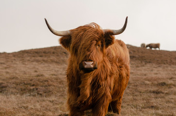 Vache Highland