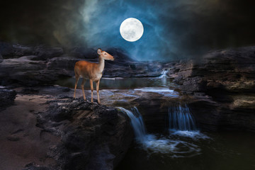 The deer stands on a small waterfall in the middle of the rocky rapids to drink at night with the big moon and moonlight. Halloween concept.