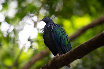 Nicobar pigeon perching on a branch with bokeh background.