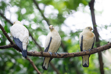 Pigeons perching on a branch with bokeh background.