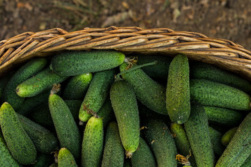 Basket full with fresh cucumbers from organic garden. Gardening concept. Close up, top view