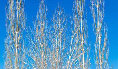 abstract winter background with tress