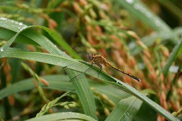 dragonfly on a leaf