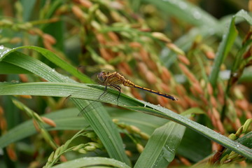 dragonfly on leaf