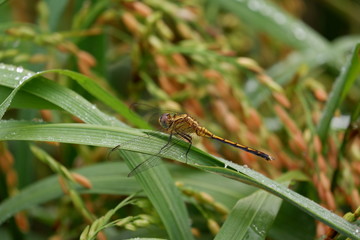 dragonfly on leaf