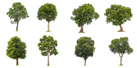 isolated of collection beautiful fresh green deciduous trees on white background.
