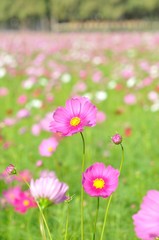 Obraz premium kwiat kosmosu