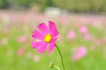 Fototapeta premium cosmos flower