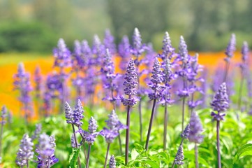 lavender flower in the field