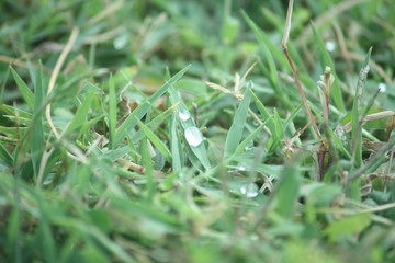 Close-up of grass with drops of dew in the morning in a park in Talavera de la Reina.