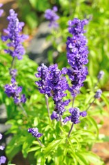 Obraz premium lavender flower in the field