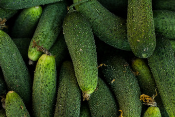 Cucumber background. Gardening concept. Top view, close up.