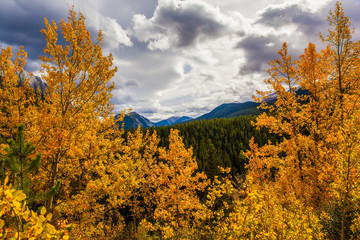 Fototapeta premium The magic colors of autumn