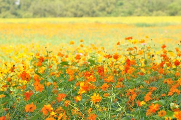 yellow flower in the field
