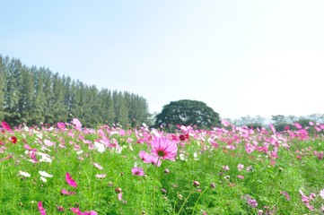 cosmos flower