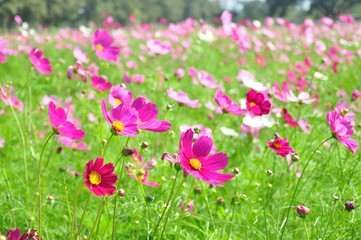 Fototapeta premium cosmos flower