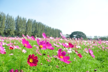 cosmos flower