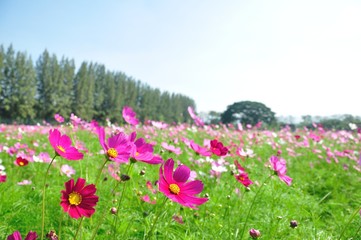 Obraz premium cosmos flower