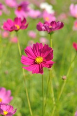 Fototapeta premium cosmos flower