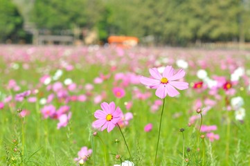 cosmos flower