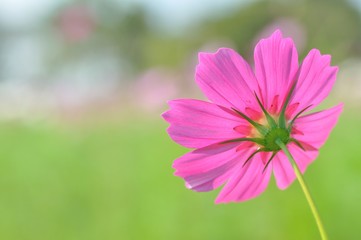 Fototapeta premium cosmos flower